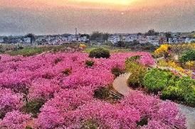 廣州“花卉＋文旅”釋放疊加效應(yīng)