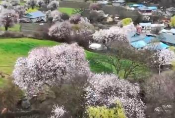 快閃、踏青、沉浸式……熱度高！清明文旅市場(chǎng)一路繁花有“新”意