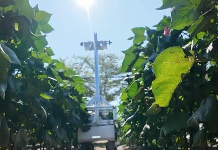 “AI+傳統(tǒng)育種” 讓農(nóng)業(yè)種植插上智慧“翅膀”