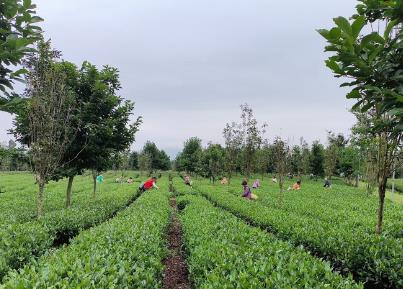 首批林業(yè)經(jīng)營(yíng)收益權(quán)證發(fā)放 林業(yè)經(jīng)營(yíng)收益權(quán)制度在廣東正式落地