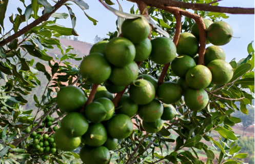 去年青皮果產(chǎn)值近三億元 云南耿馬堅(jiān)果產(chǎn)業(yè)盡顯“科技范”