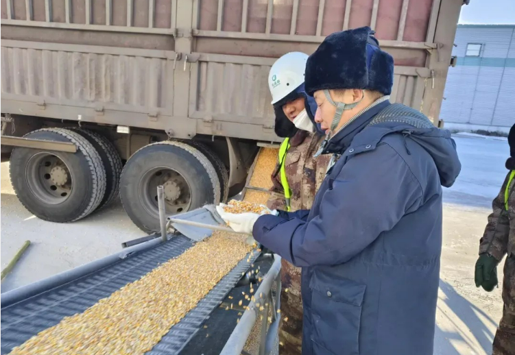 中儲糧集團(tuán)跨省協(xié)作一盤棋 共繪秋糧收儲的豐收“糧”景