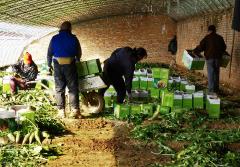 沙窩蘿卜被賣到全國(guó)各地 成農(nóng)民增收“利器”