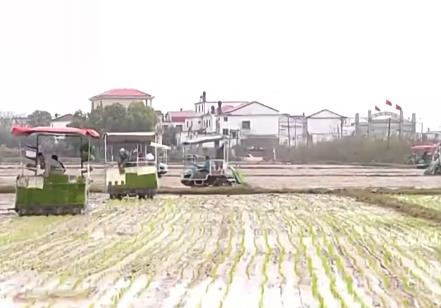 讓麥田喝上“聰明水”、百合種植新技術(shù)……清明時(shí)節(jié)農(nóng)事忙