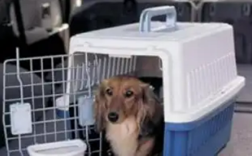 寵物貓狗可坐高鐵了！鐵路12306推出“寵物托運(yùn)”功能