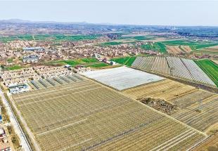 旱塬上種出個(gè)“車?yán)遄又l(xiāng)” ——永壽縣車?yán)遄赢a(chǎn)業(yè)發(fā)展掃描