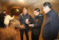 內(nèi)蒙古啟動“綠劍2025”行動為“三北”工程種苗質(zhì)量把關