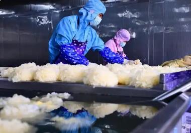 “中國(guó)食用菌之都”——福建古田：小小銀耳綻放“致富花”