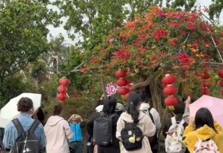 花經(jīng)濟“四季常開” “花卉+”創(chuàng)新升級激活文旅市場新動能