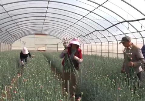 “鮮花經(jīng)濟(jì)”一路生花！我國花卉海外貿(mào)易持續(xù)增長 產(chǎn)業(yè)競爭力顯著增強(qiáng)