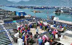 “中國鮑魚之鄉(xiāng)”福建連江海上春耕忙