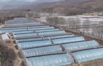 特色農(nóng)業(yè)產(chǎn)銷兩旺 科技賦能鄉(xiāng)村振興