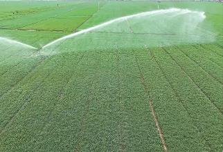 河南省已累計(jì)抗旱澆麥3630萬畝次 盡早澆足 為麥解渴