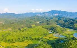 廣東簽發(fā)2025年第1號總林長令 推進國土綠化