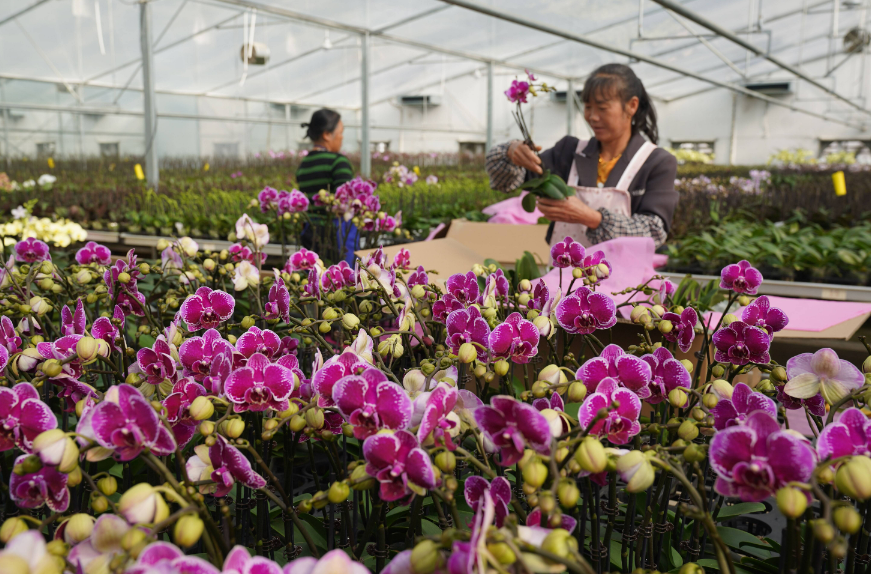 中國的“春城” 世界的“花都”--云南昆明著力打造世界一流花卉產(chǎn)業(yè)中心