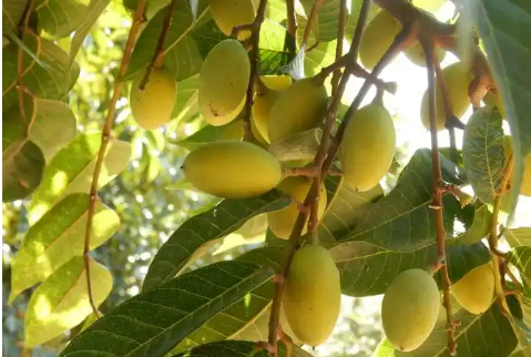 年產(chǎn)值超2500億元 熱帶作物產(chǎn)業(yè)深耕“專(zhuān)精特新”