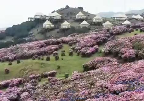 “賞花游”帶火鄉(xiāng)村文旅消費 春日經濟“一路繁花”繪就活力圖景