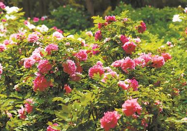 河南“美麗產(chǎn)業(yè)”助力鄉(xiāng)村振興