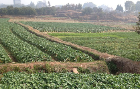 “藏糧于制”釋放農業(yè)發(fā)展?jié)撃?></a></div><!-- img end -->	<div   id=