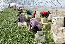 《河南省鄉(xiāng)村富民產(chǎn)業(yè)發(fā)展行動(dòng)方案（2025—2027年）》印發(fā) 聚焦6大集群 培育18條產(chǎn)業(yè)鏈