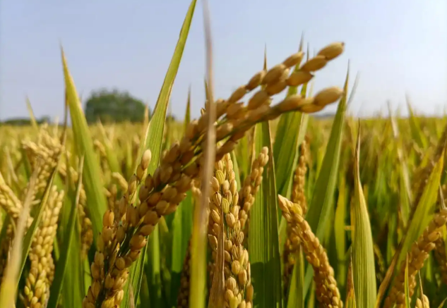 我國科學家成功繪制“野生稻-栽培稻泛基因組圖譜”