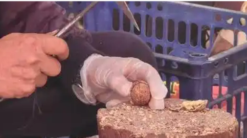 云南鳳慶核桃錘“敲”出億元產(chǎn)業(yè)