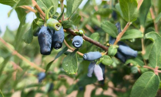 夯實森林糧庫 助力產(chǎn)業(yè)發(fā)展 “森林食品”兩個團體標準在京發(fā)布