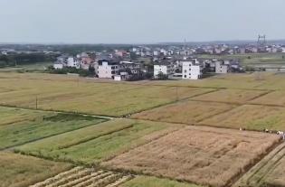 良種“上新”促油菜“單產+效益”雙增 鄉(xiāng)村振興再添“新引擎”