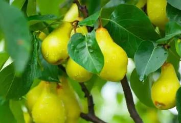 “中國雪梨之鄉(xiāng)”金川：一顆雪梨串起億元級產(chǎn)業(yè)鏈