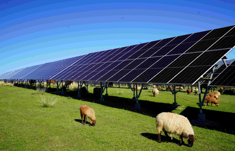 中國綠發(fā)加快建設生物多樣性領跑企業(yè)