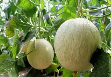 沙漠腹地的“中國蜜瓜之鄉(xiāng)”科技加持“甜蜜經(jīng)濟(jì)”