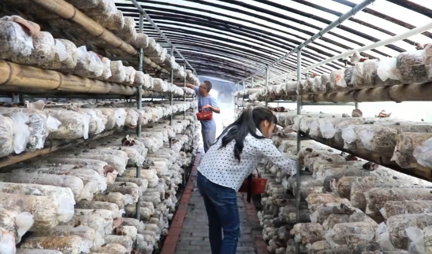 “土特產(chǎn)”鏈接“大市場(chǎng)” 產(chǎn)業(yè)振興“錢”景好