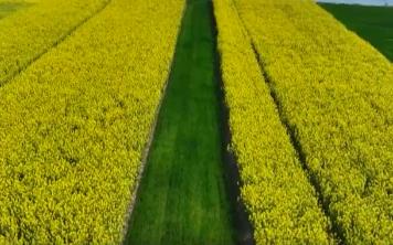 豐收在望！今年我國(guó)冬油菜面積1.1億畝 連續(xù)7年增加