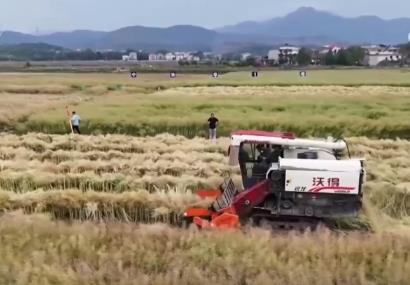 豐收在望！“稻—稻—油”三熟制種植模式下 油菜單產(chǎn)刷新紀(jì)錄