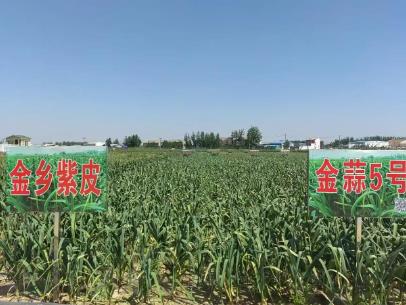 “大蒜之鄉(xiāng)”山東金鄉(xiāng)如何以“種”會友擦亮大蒜金字招牌？
