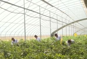 果樹(shù)“打吊瓶”、無(wú)人駕駛播種機(jī)……科技“金鑰匙”解鎖鄉(xiāng)村振興新圖景