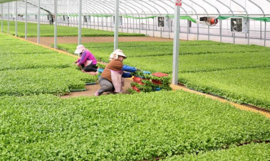 “四良”融合 糧油生產(chǎn)開局良好