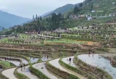 開(kāi)秧門、采櫻桃……打好地方“特色牌” 農(nóng)文旅融合撐起村民“錢袋子”