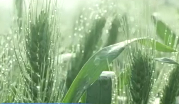 夏糧進(jìn)入產(chǎn)量形成關(guān)鍵期 春播迎來(lái)高峰