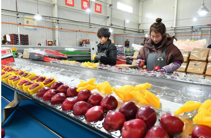 山西聞喜縣農(nóng)產(chǎn)品精深加工助力蘋果產(chǎn)業(yè)延鏈強鏈