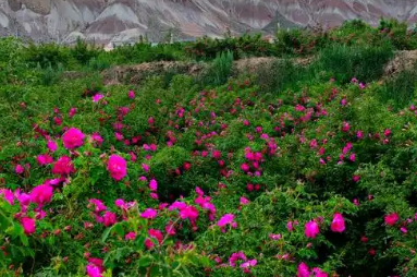 甘肅永登苦水玫瑰解鎖“富民”密碼