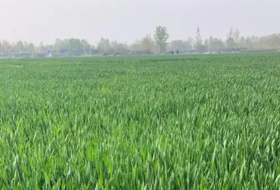 糧油生產(chǎn)實(shí)現(xiàn)較好開(kāi)局 打牢夏糧和全年糧食豐收基礎(chǔ)