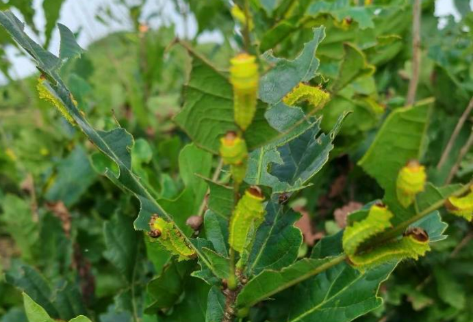 探索蒿柳養(yǎng)蠶，黑龍江同江