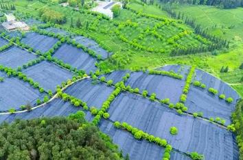 貴州銅仁：“中國抹茶之都”抹茶之都的進階之旅