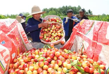 湖北襄陽：“中國桃之鄉(xiāng)”油桃開園采摘搶“鮮”上市