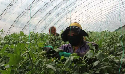 河北豐寧用蔬菜產(chǎn)業(yè)撐起農(nóng)民錢袋子