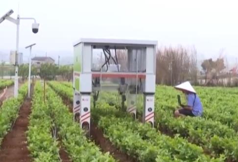 鮮花顏值變?yōu)榻?jīng)濟產(chǎn)值 “農(nóng)文旅+智慧農(nóng)業(yè)”奏響鄉(xiāng)村振興“奮進曲”