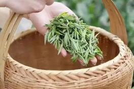 河南信陽推動(dòng)“茶+”融合發(fā)展