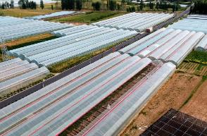 山西太谷：特色產(chǎn)業(yè)科技賦能與文化融合驅(qū)動(dòng)高質(zhì)量發(fā)展