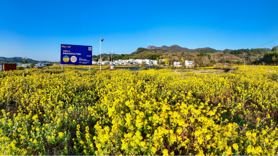 華潤(rùn)三九打造中藥新質(zhì)生產(chǎn)力，推動(dòng)行業(yè)高質(zhì)量發(fā)展